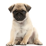 Fawn Pug pup, 8 weeks old, sitting