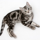 Silver tabby kitten, lying and looking up