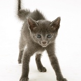 Alarmed blue kitten in defensive posture