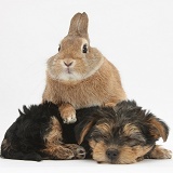Sleepy Yorkie-cross pup and rabbit
