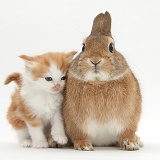 Ginger-and-white kitten with a Sandy rabbit