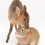 Muntjac deer fawn and Sandy rabbit