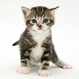 Tabby kitten
