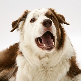 Brown-and-white Border Collie barking