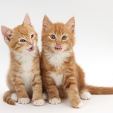 Two ginger kittens sitting together