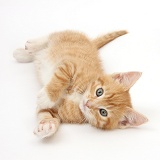 Ginger kitten lying on his side
