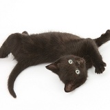 Black kitten, 7 weeks old, rolling on its back