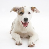 Merle-and-white Border Collie-cross pup