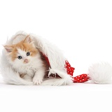 Ginger-and-white kitten in a Santa hat