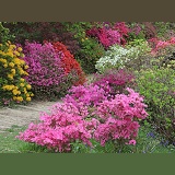 Colourful Azalea flowers