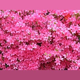 Pink Azalea flowers