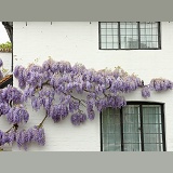 Wysteria in flower