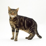 Cat with kidney failure