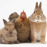 Chicken and bunny rabbits