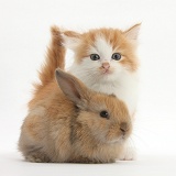 Ginger-and-white kitten baby rabbit