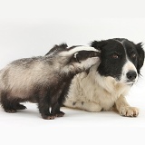 Young Badger and black-and-white Border Collie