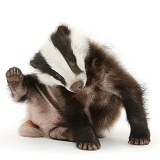 Young Badger scratching himself