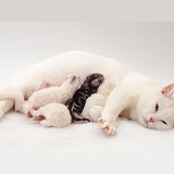 White mother cat suckling kittens