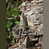 Italian Wall Lizard