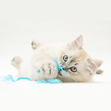Playful sepia tabby-point Birman-cross kitten