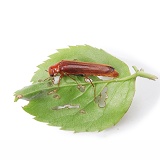 Diversicornia beetle