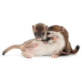 Young stoats