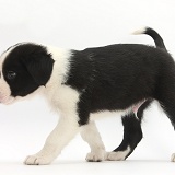 Black-and-white Border Collie pup, 6 weeks old, walking