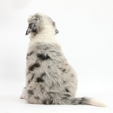 Merle Border Collie puppy, 6 weeks old, back view