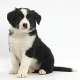 Black-and-white Border Collie pup, 6 weeks old