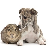 Brindle-and-white Whippet pup and Guinea pig