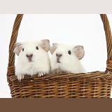 Baby white Guinea pigs in a wicker basket