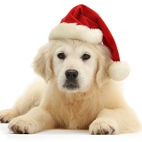 Yellow Labrador Retriever pup wearing a Santa hat
