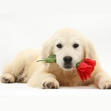 Dog: Yellow Labrador Retriever pup with rose photo WP38132