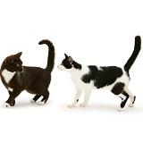 Two black-and-white cats