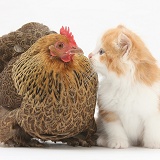 Chicken and kitten
