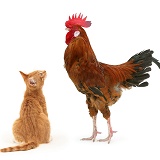 Ginger kitten staring up at a large rooster