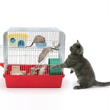 Grey kitten with gerbils in a cage