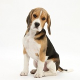 Beagle pup sitting