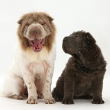 Bearcoat Shar Pei mother and pup