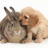 Agouti rabbit and Cavapoo pup, 6 weeks old