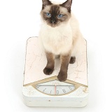 Birman-cross cat on bathroom scales