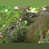 Chaffinches at nest