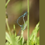 Common Blue Damselflies mating