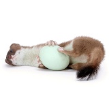 Stoat with egg