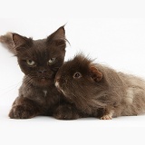 Chocolate cat and shaggy Guinea pig