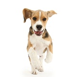 Beagle pup running