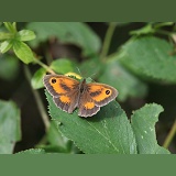 Hedge Brown butterfly
