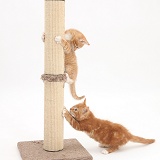 Ginger kittens playing with scratch post