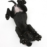Black Labrador-cross pup rolling on her back