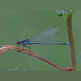 Small Red-eyed Damselfly after rain